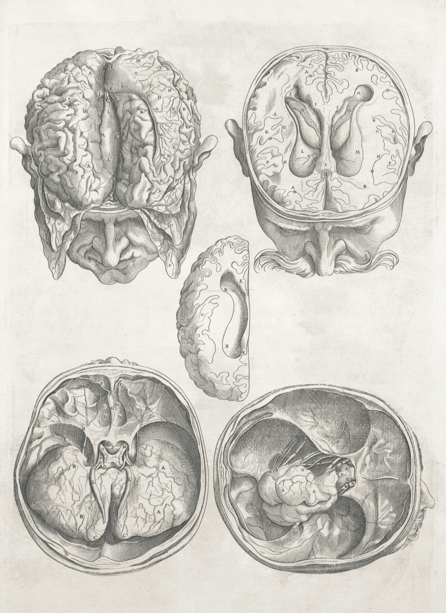 Het verband tussen voeding en neurologische gezondheid